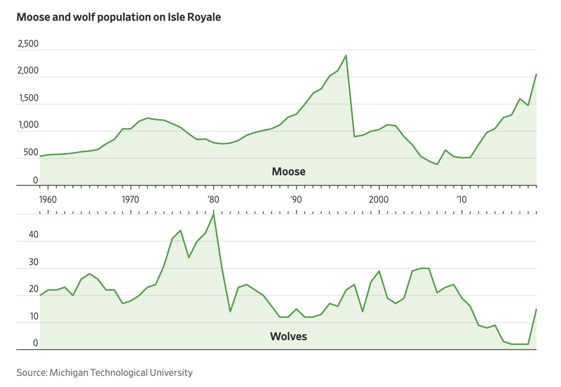 moose and wolf populations_WSJ